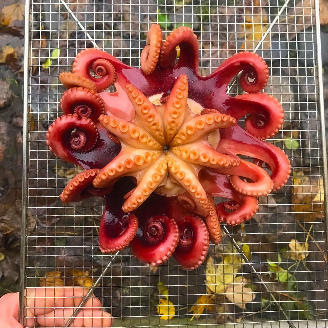 Octopus and autumn leaves, courtesy of Redzepi's Instagram
