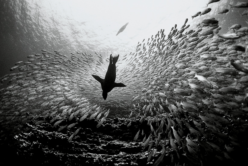 David Doubilet, Galapagos sea lion feed on striped salemas (1997), Cousin's Rock, Galapagos, Equador