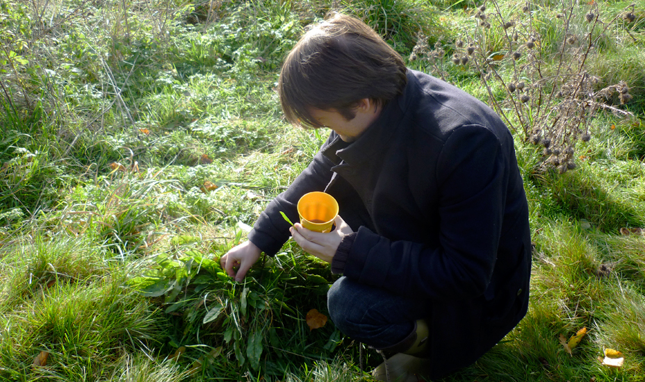 René Redzepi takes a closer look at sorrel growing wild