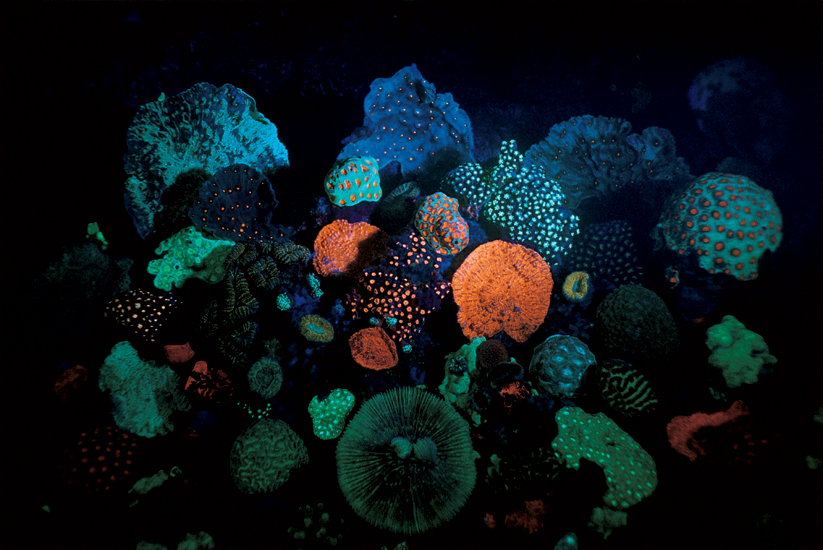 David Doubilet, Corals, which fluoresce under ultra-violet light (1996), Eilat, Israel