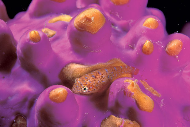 David Doubilet, Clingfish in pink sea-tulip, Jervis Bay, Australian Capital Territory (1985)