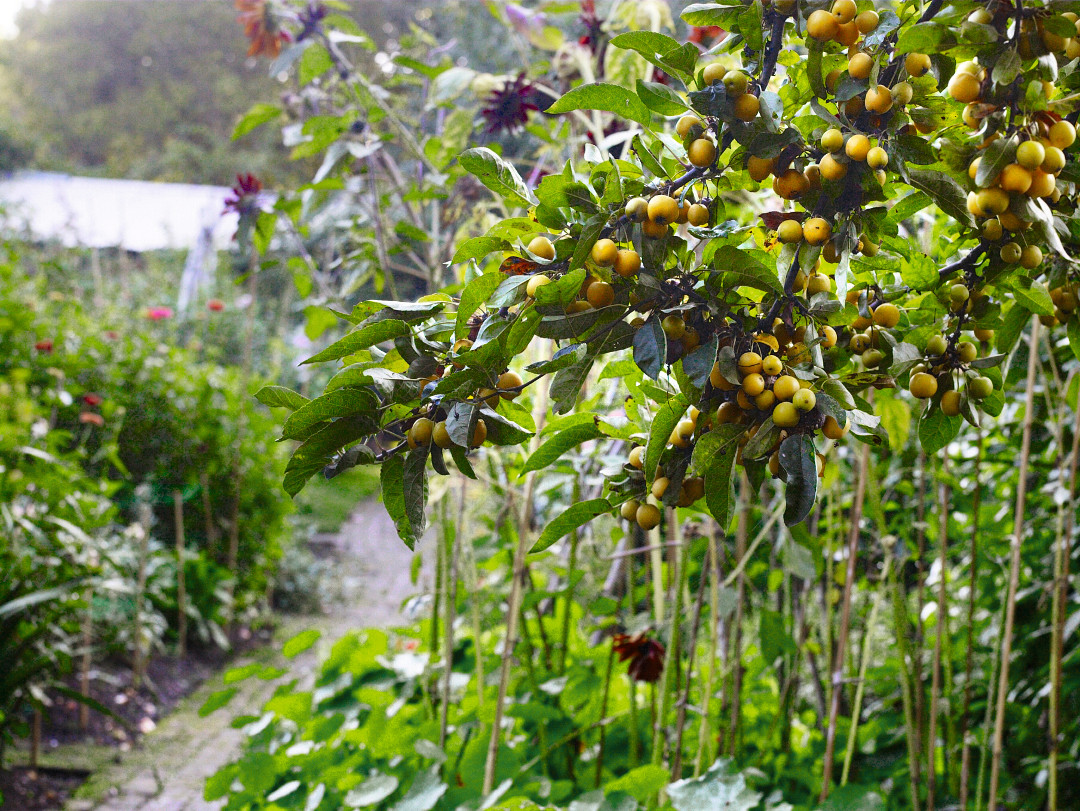  Petersham Nurseries, Petersham Nurseries Café,  Richmond, UK