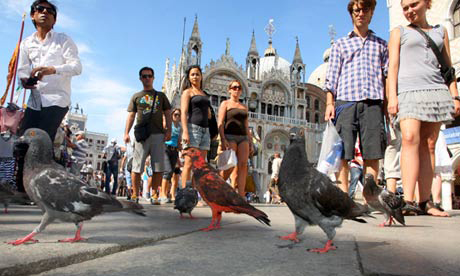 Painted Pigeons in St Mark's Square, Venice