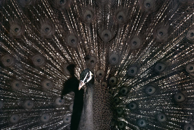 A peacock photographed by Robert Clark. From Evolution: A Visual Record