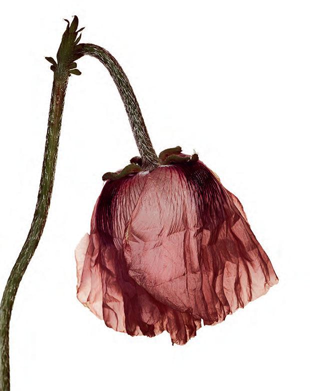  Single Oriental Poppy (C), 1968 by Irving Penn. From Plant: Exploring the Botanical World