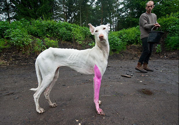 Pierre Huyghe - Spanish Greyhound