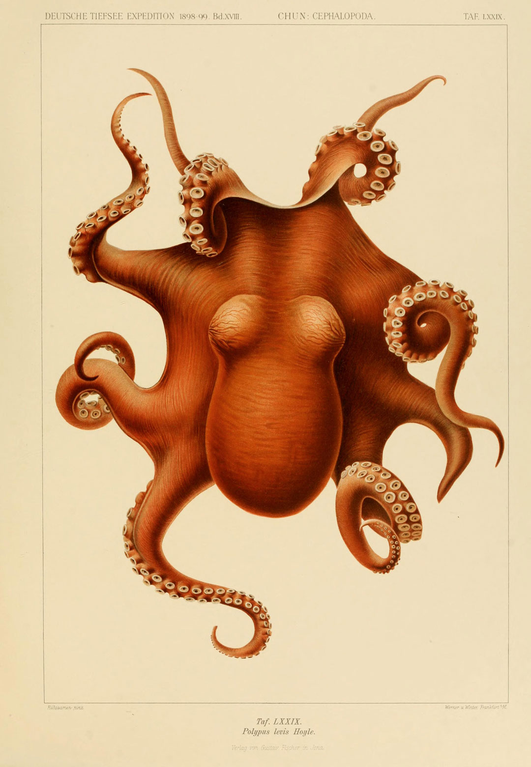 Polypus levis, from Die Cephalopoden, 1910–15 Printed by Carl Chun, as reproduced in Animal: Exploring the Zoological World