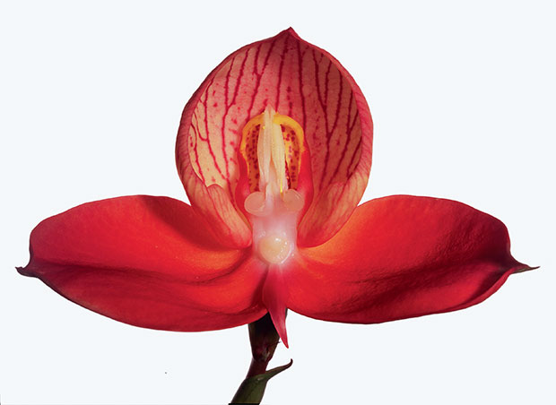 The Prosthechea cochleata as photographed by Robert Clark for Evolution