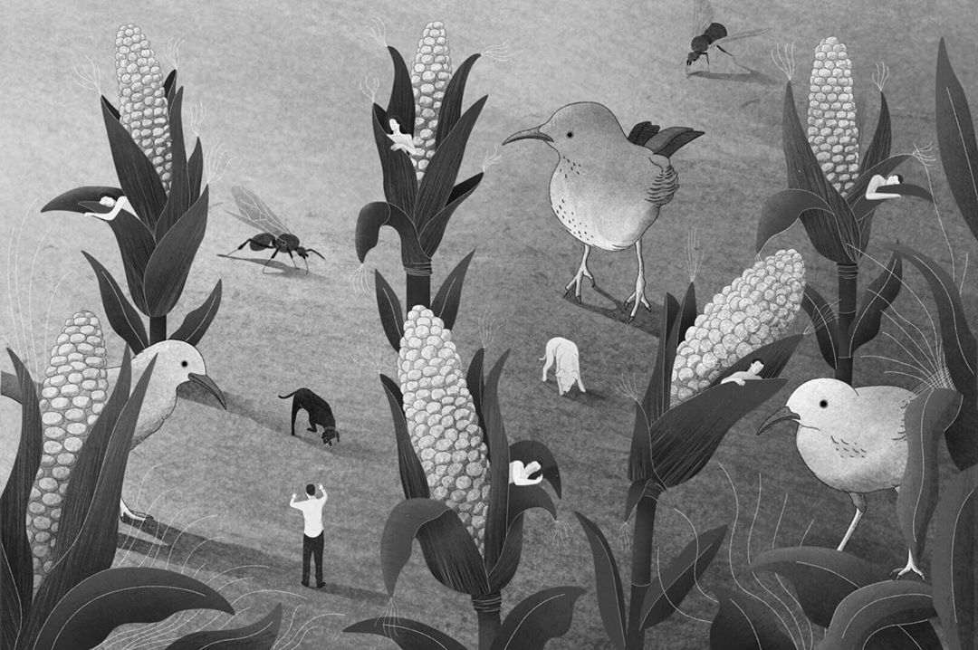 Maize in Pujol's new illustrations, by Diego Martínez. All illustrations courtesy of the artist