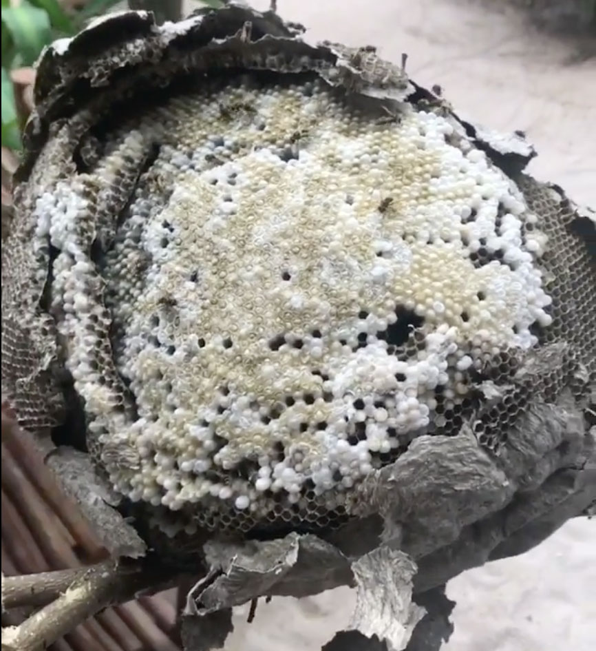 Redzepi's Mexican wasp nest. Image courtesy of René Redzepi's Instagram
