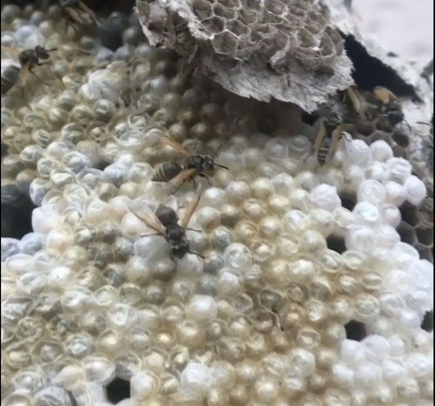 Redzepi's Mexican wasp nest. Image courtesy of René Redzepi's Instagram