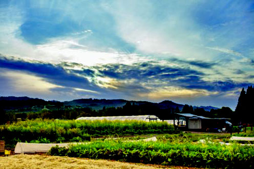 The Restaurant at Meadowood, from The Garden Chef