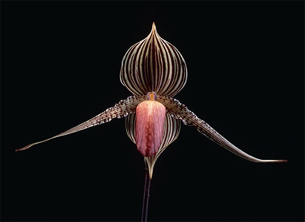 The Paphiopedilum rothschildianum orchid as photographed by Robert Clark for Evolution