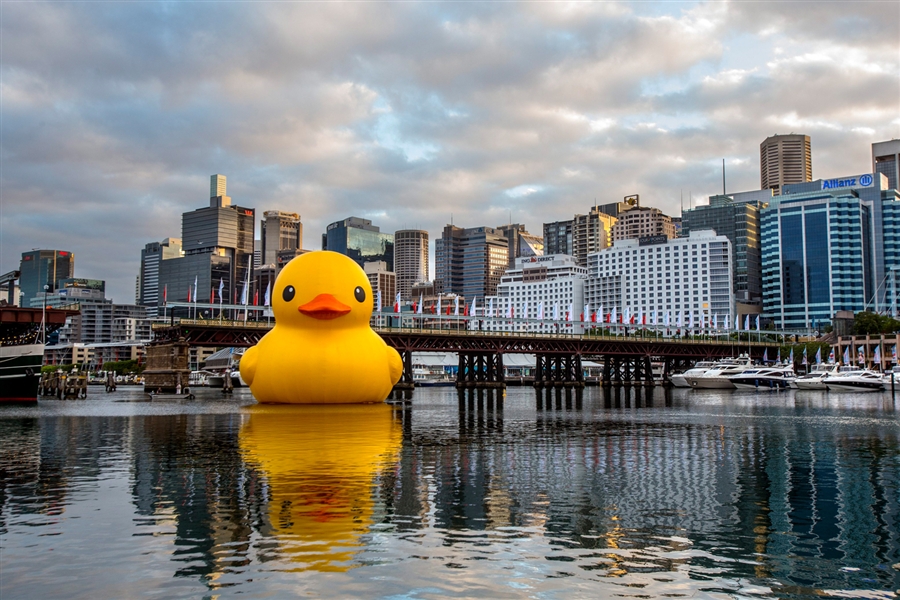 Florentijn Hofman's Rubber Duck in Sydney