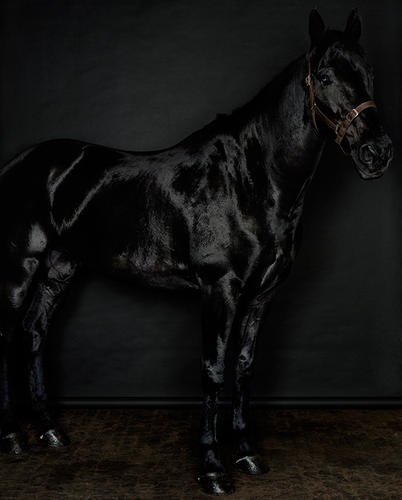 Black Horse (Profile) (Black) (II / II) by Sarah Jones