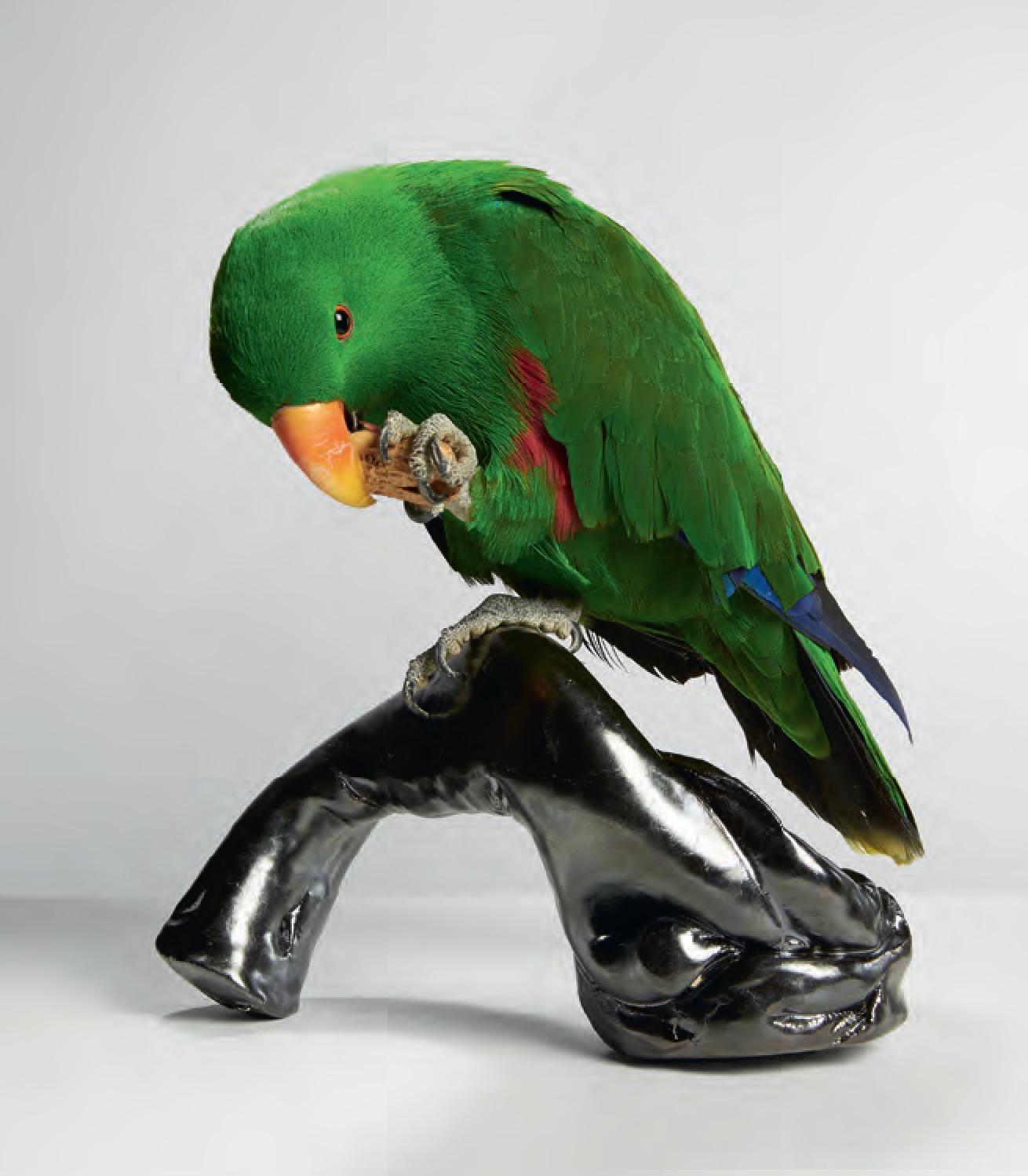 Perch (with Eclectus Parrot), 2015 Glazed ceramic, Eclectus parrot – Marco Chiandetti