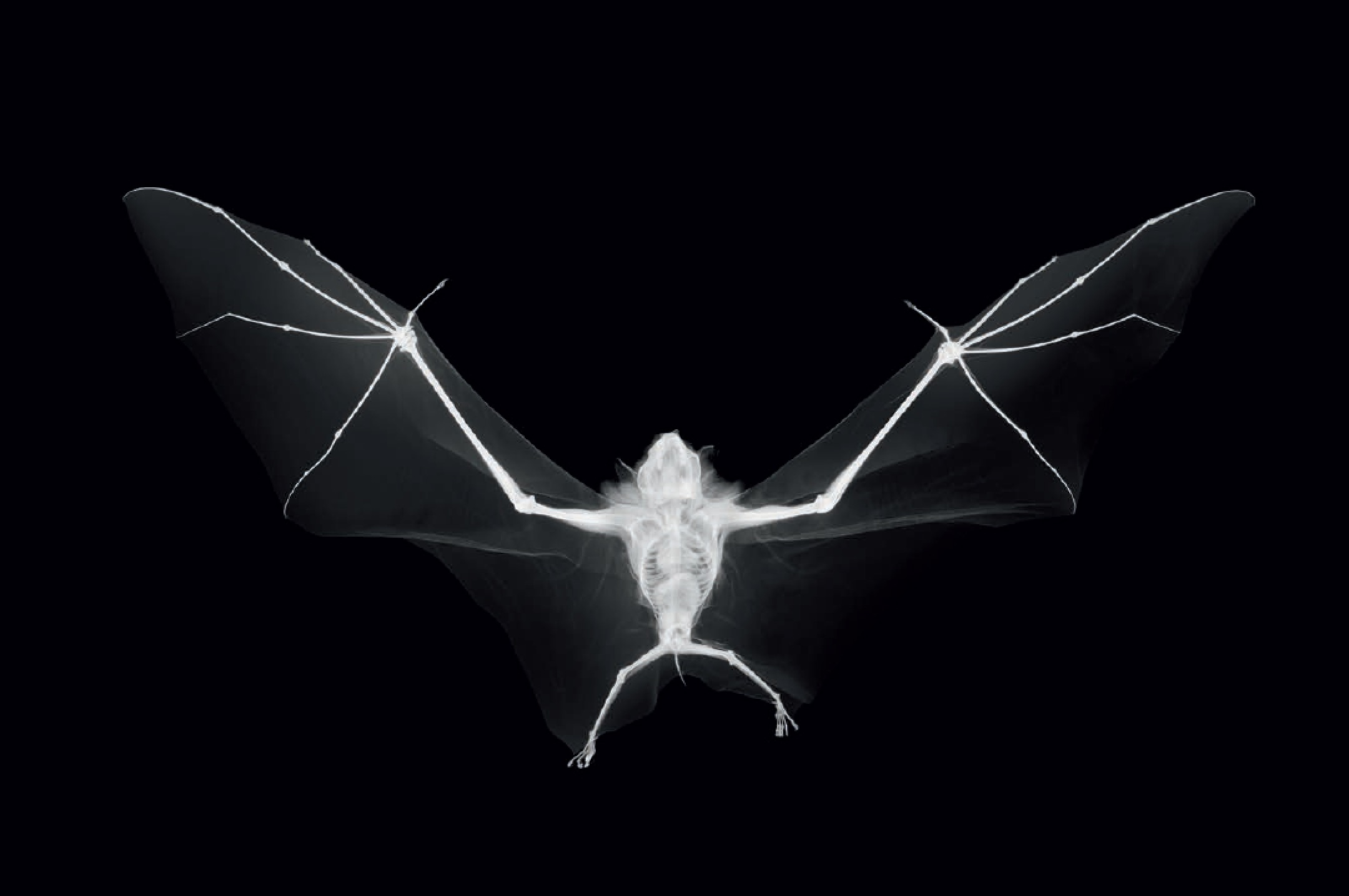 The Fruit Bat - photographed by Nick Veasey and featured in Animal: Exploring the Zoological World