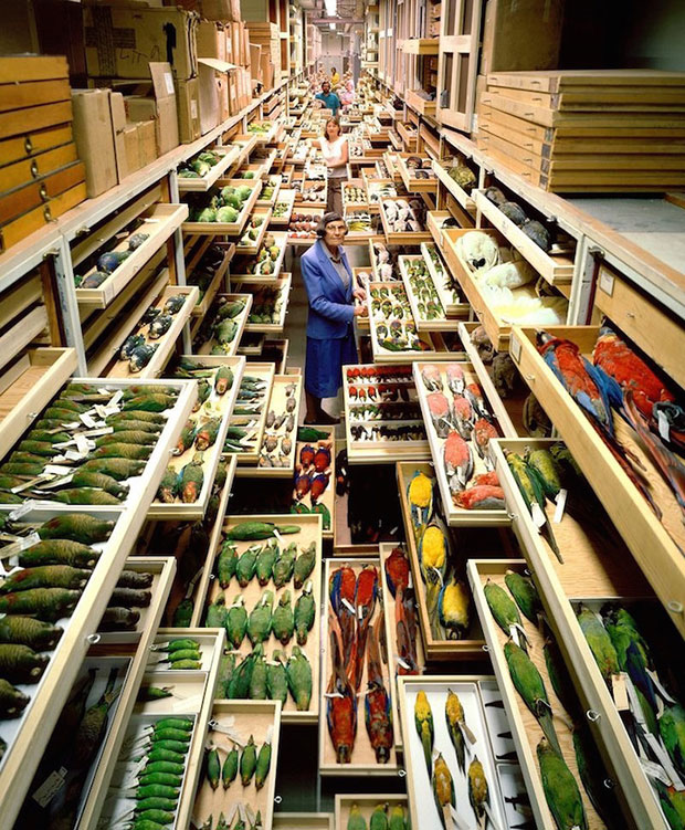 Smithsonian Natural History collection - photograph by Chip Clark courtesy of the Smithsonian