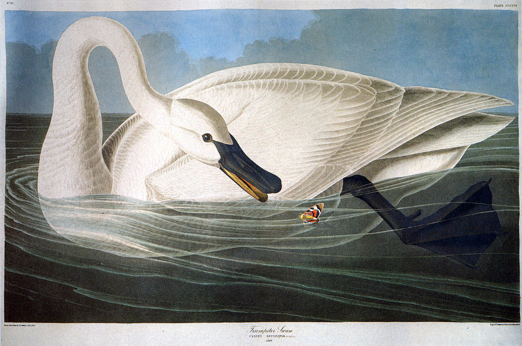 Trumpeter Swan (1838) by John James Audubon from The Birds of America