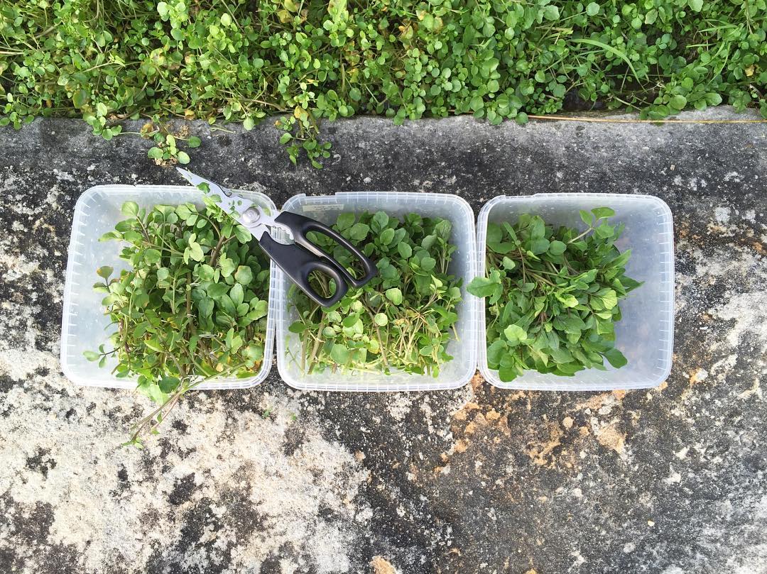 Wild Australian watercress. Image courtesy of Michael Fitzner Larsen's Instagram